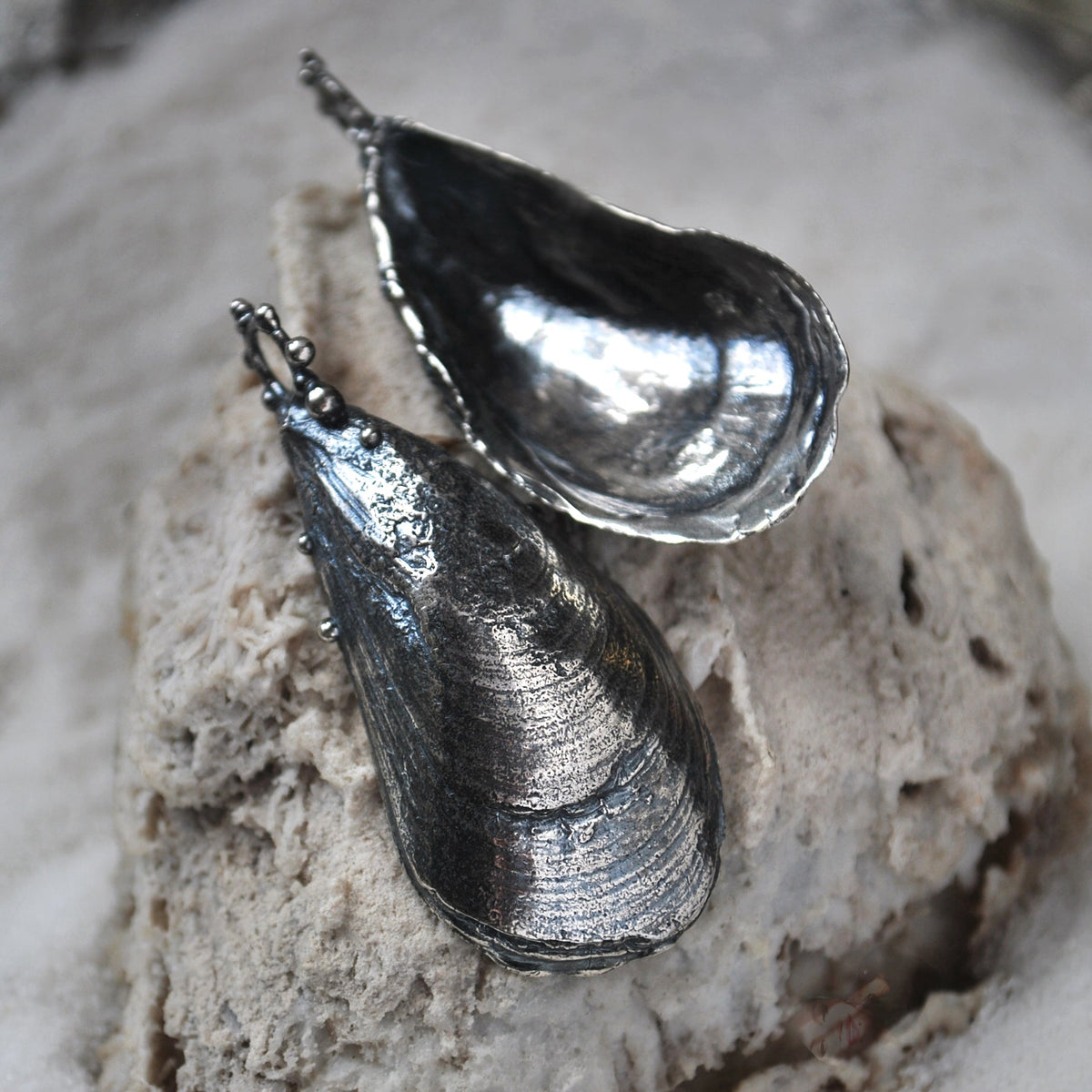MA Mussel Shell - BLEMISHED