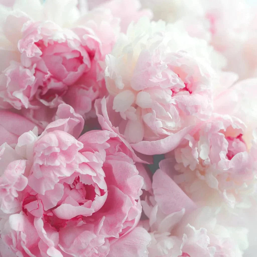 La Florentina Arboreal Peony Bar Soap 3-Pack