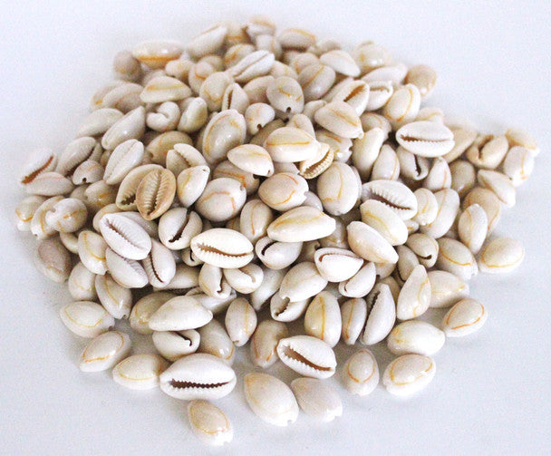 Annulus Cooked Cowrie Seashells
