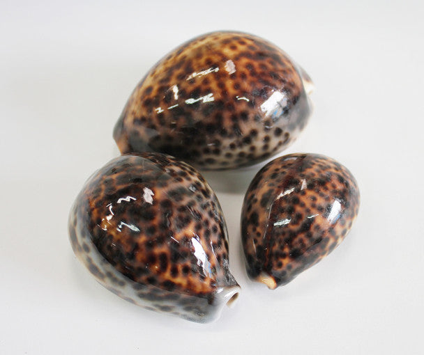 Tiger Cowrie Seashells