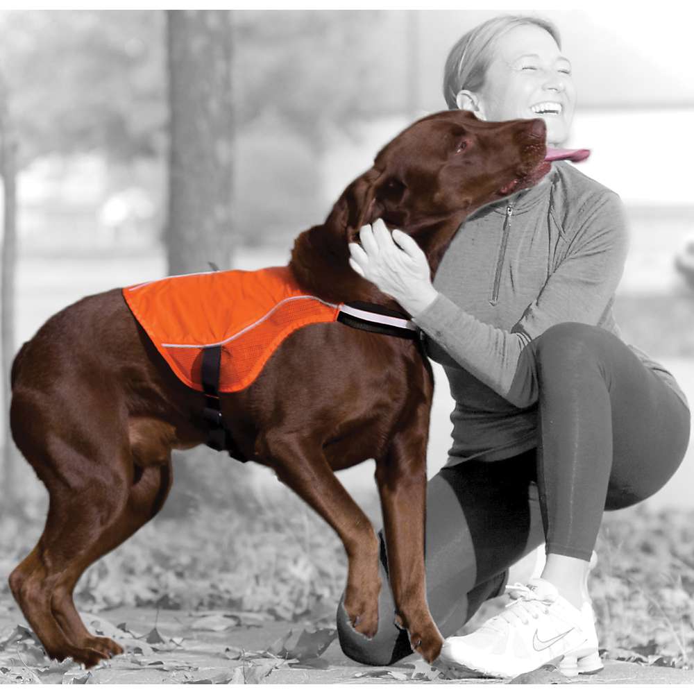 Reflect & Protect Dog Vest