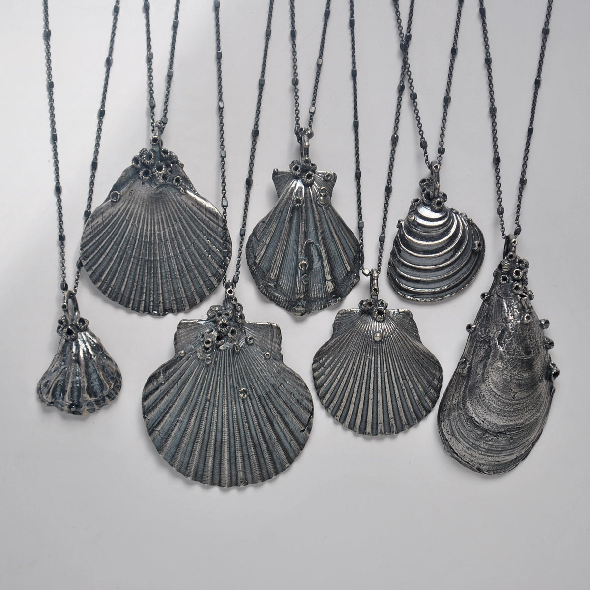 OOAK, Scallop Shell - with Barnacles