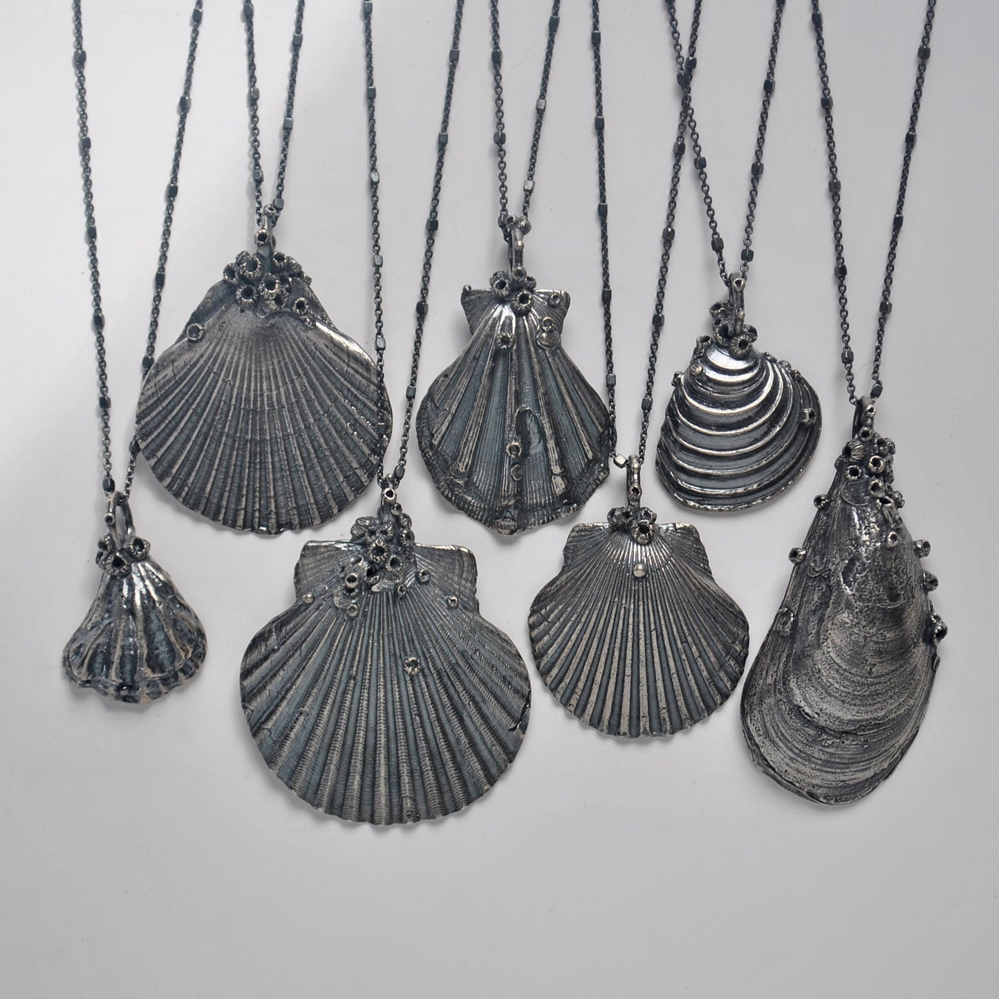 OOAK, Scallop Shell - with Barnacles