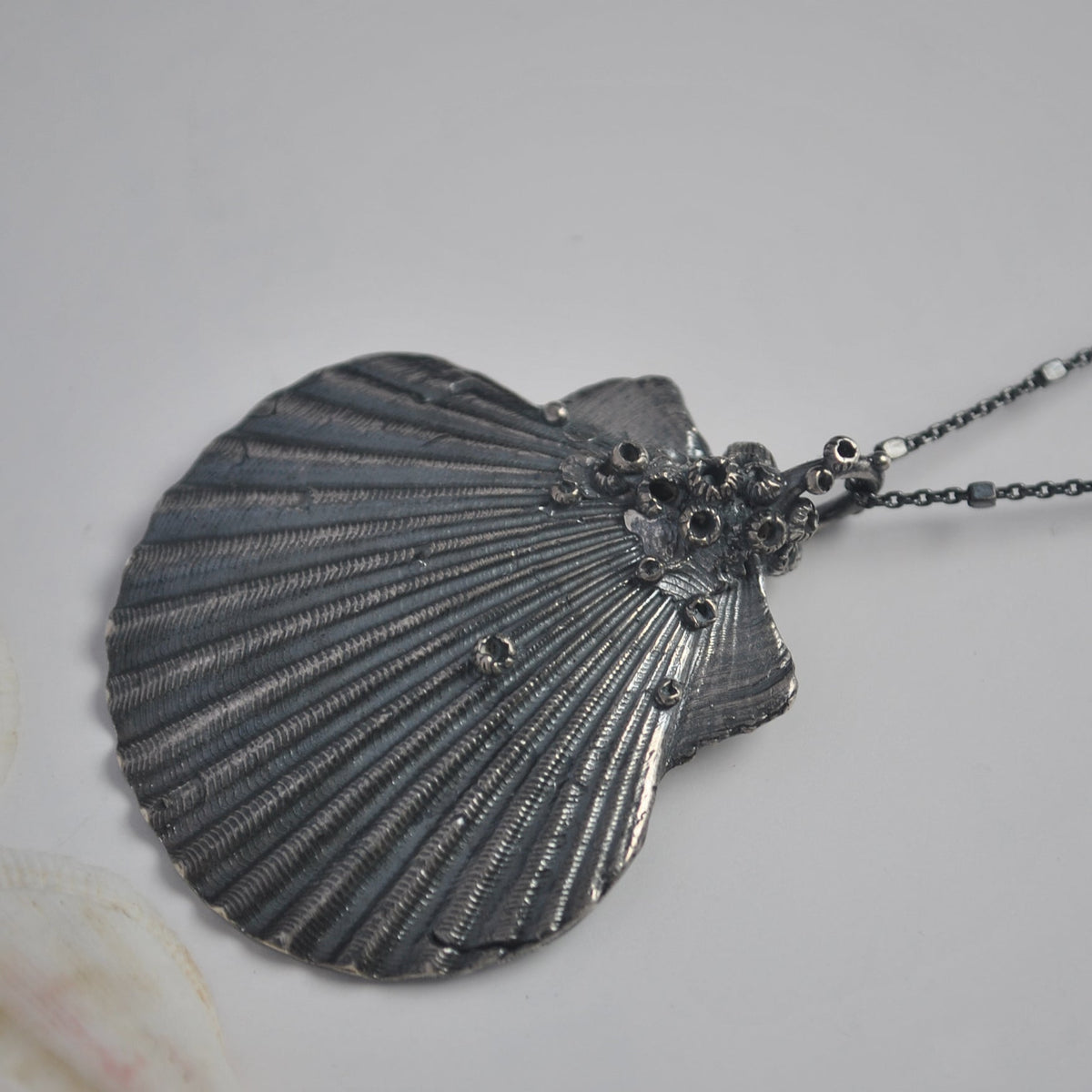OOAK, Scallop Shell - with Barnacles