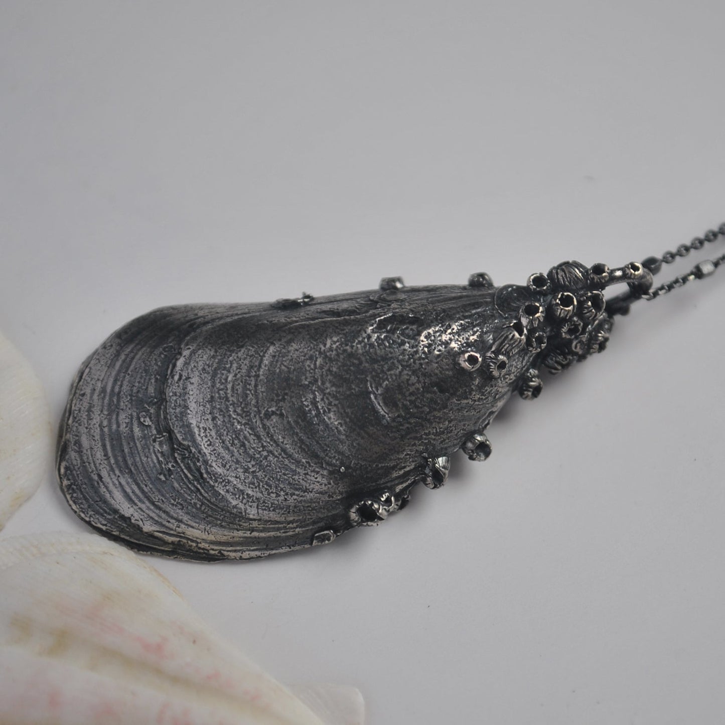 OOAK, MA Mussel Shell - with Barnacles
