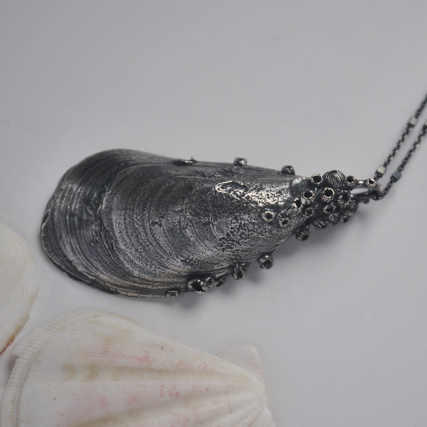 OOAK, MA Mussel Shell - with Barnacles