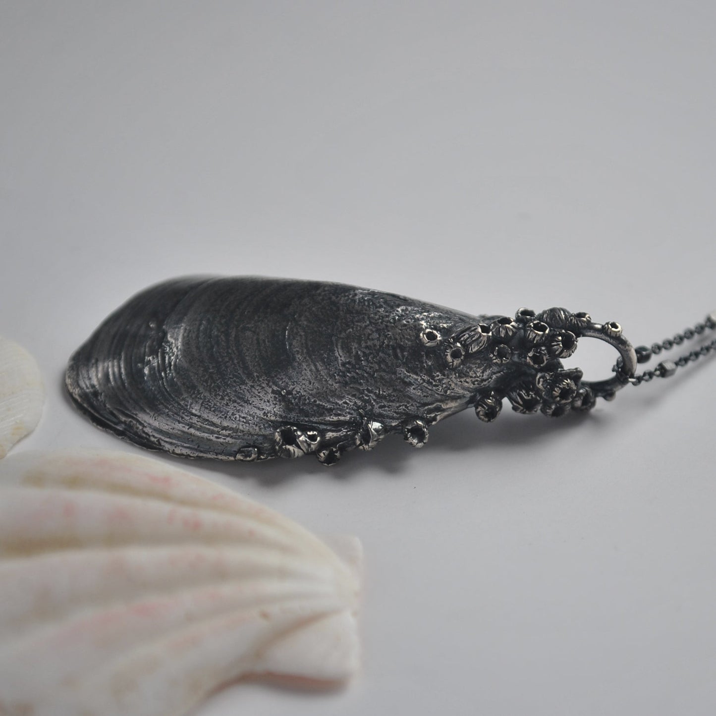 OOAK, MA Mussel Shell - with Barnacles