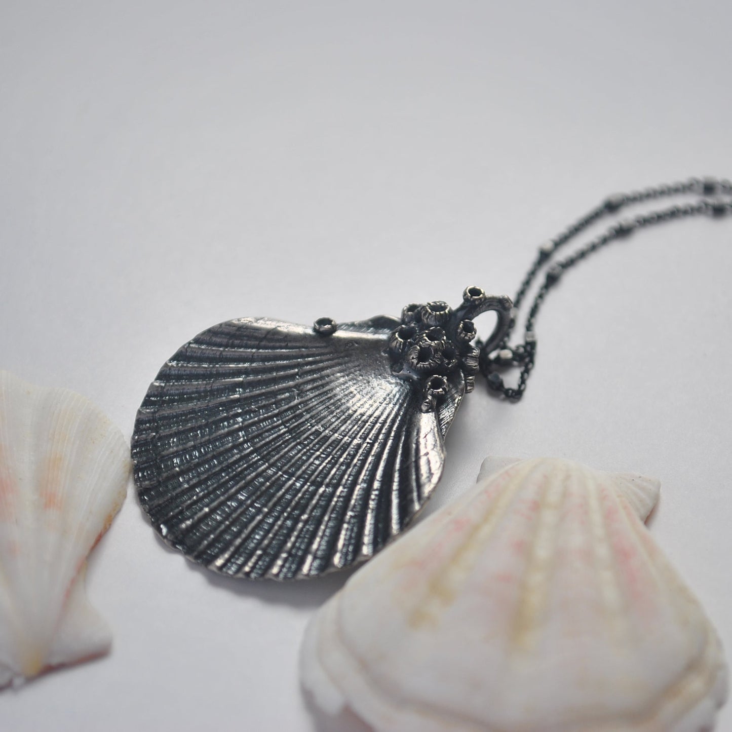 OOAK, Flat Scallop Shell - with Barnacles