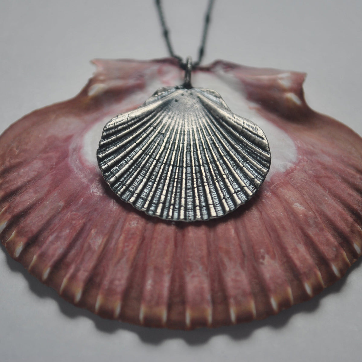Flat Scallop Shell, chain included