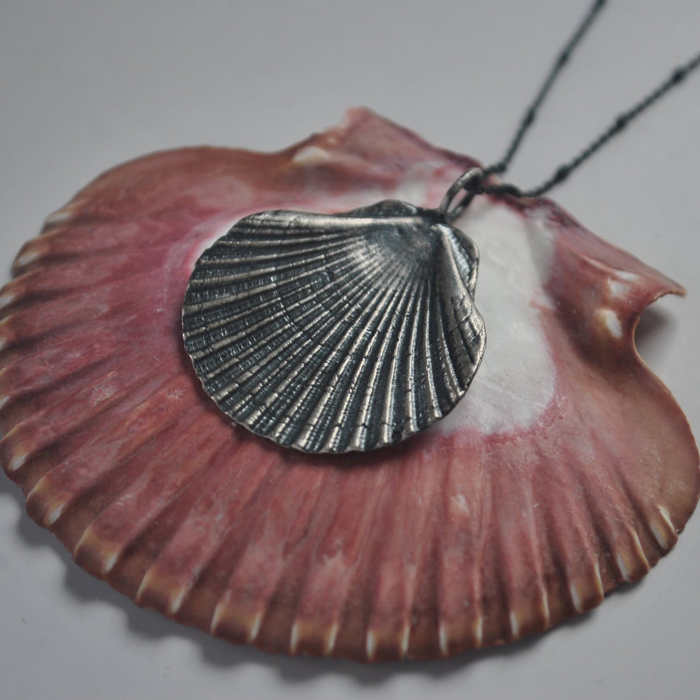 PRE-ORDER, Flat Scallop Shell, chain included