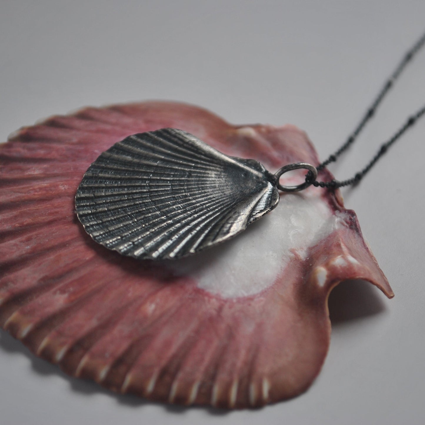 Flat Scallop Shell, chain included