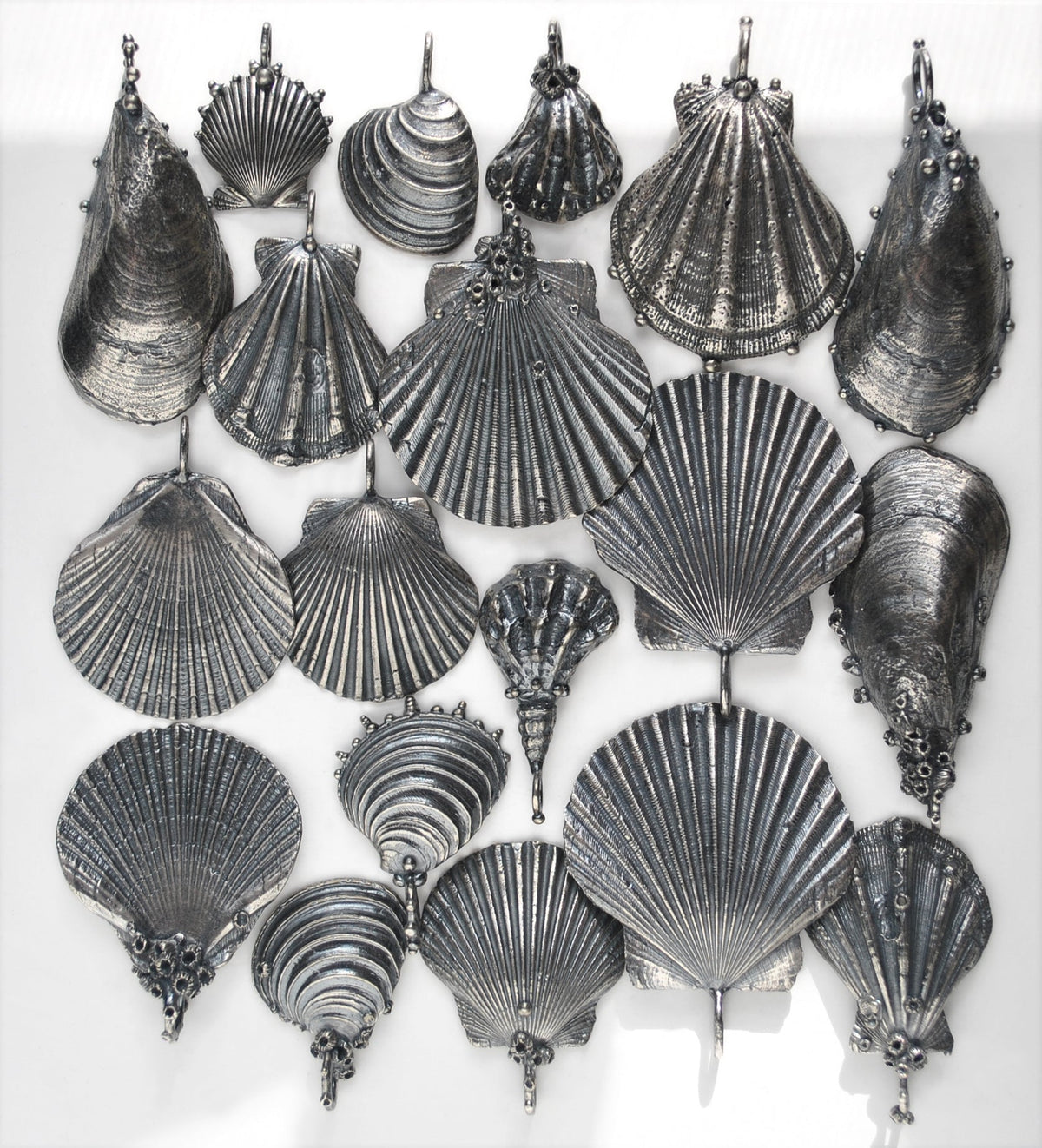 Lion's Paw Shell, chain included