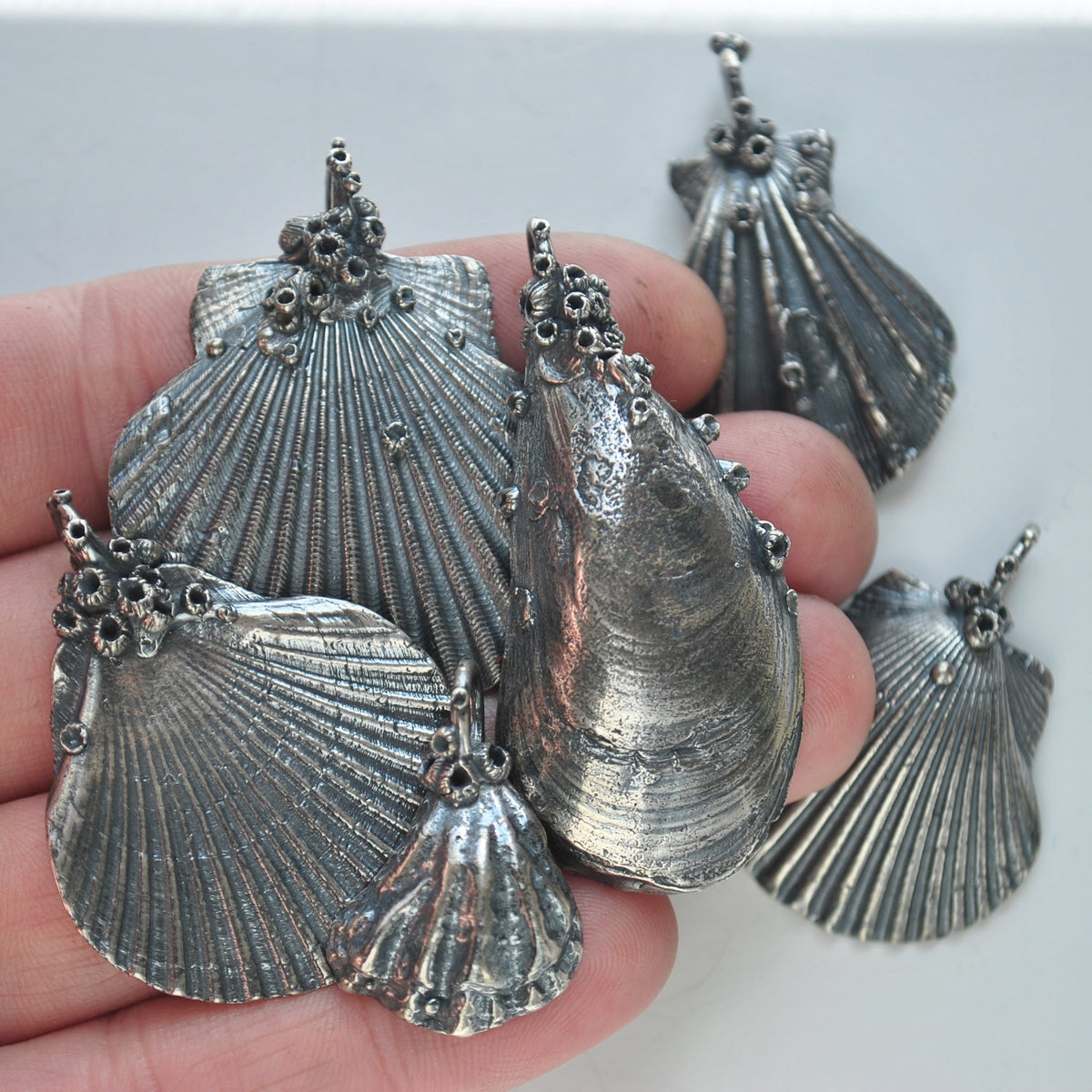 OOAK, Kitten Paw Shell - with Barnacles