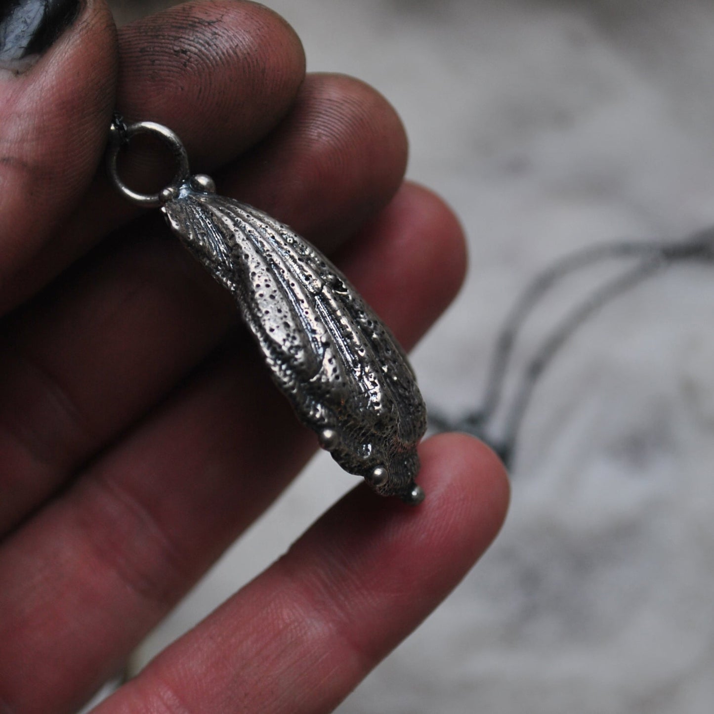 Lion's Paw Shell, chain included