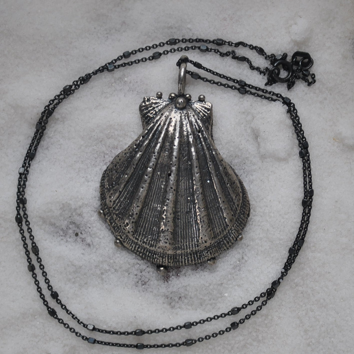 Lion's Paw Shell, chain included