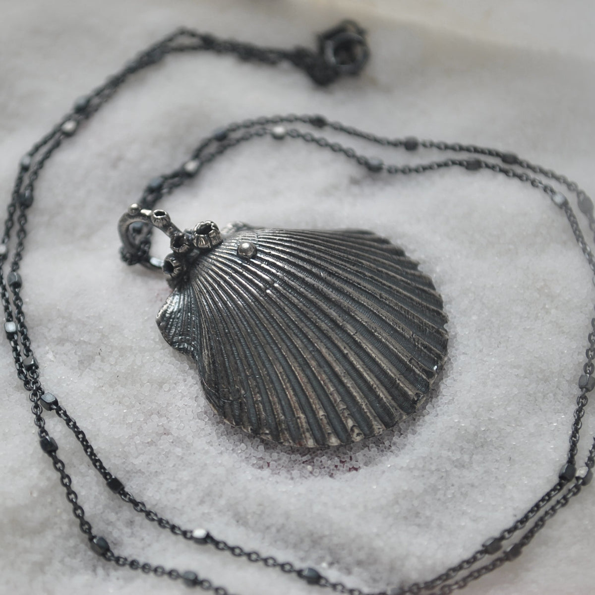 OOAK, Scallop Shell - with Barnacles