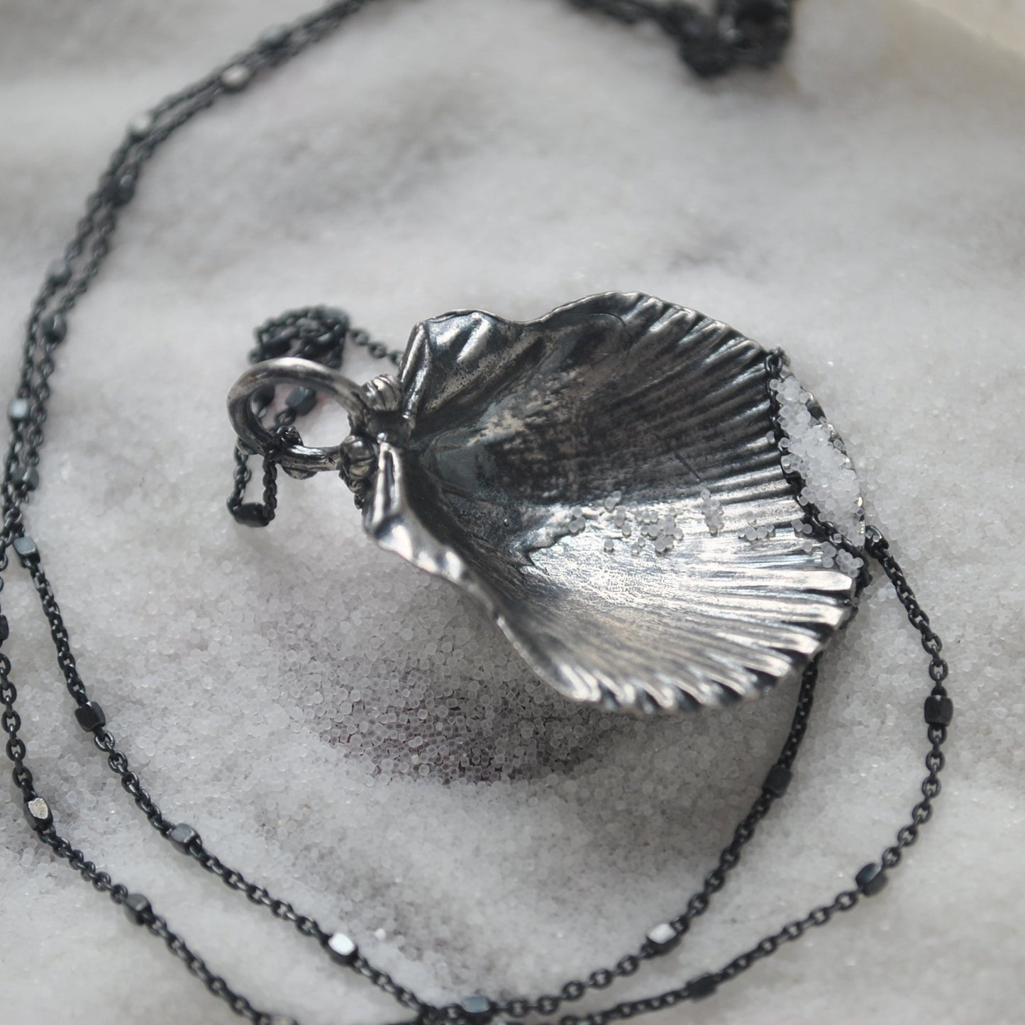 OOAK, Scallop Shell - with Barnacles