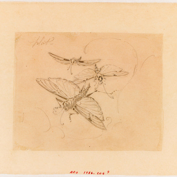 Émile Gallé Marquetry "Mayfly and Ferns" Coffret