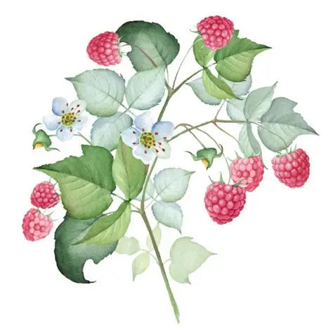 Raspberry Leaf (Organic)