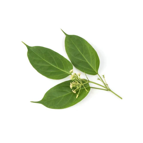 Gymnema Leaf (Organic)