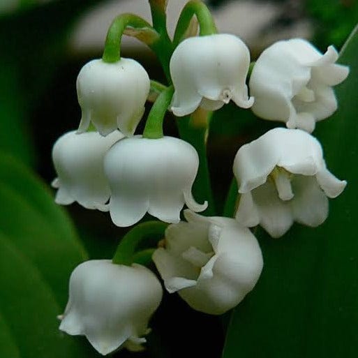 La Florentina Lily of the Valley Set of 3 Bars Soap 200g